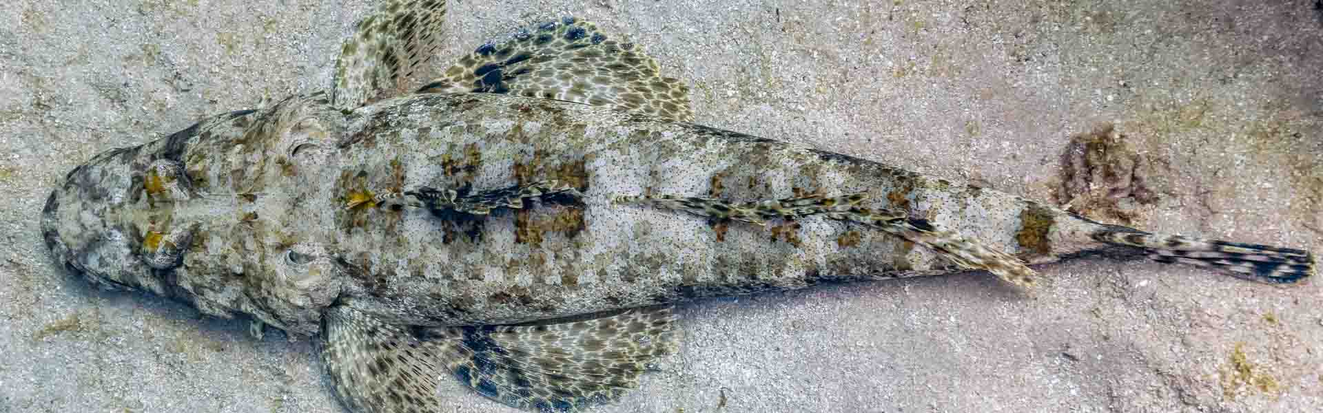 The Tentacled Flathead